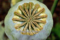 papaver thumbnail graphic